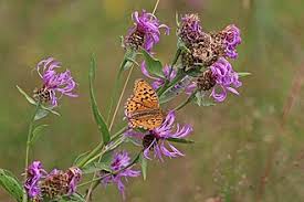 Attēlu rezultāti vaicājumam “Argynnis adippe male”