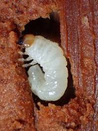 Attēlu rezultāti vaicājumam “Ceruchus chrysomelinus”