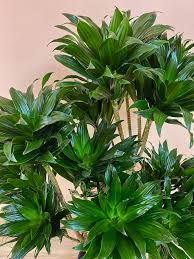 Attēlu rezultāti vaicājumam “Conardia compacta”