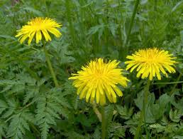 Attēlu rezultāti vaicājumam “Leontodon hispidus”