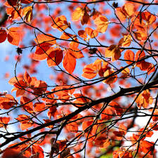 Attēlu rezultāti vaicājumam “Fagus sylvatica fo. purpurea fruit”