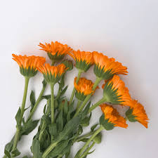 Image result for Calendula officinalis