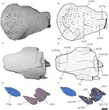 Attēlu rezultāti vaicājumam “Laccognathus panderi”