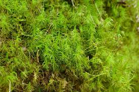 Attēlu rezultāti vaicājumam “Dicranum flagellare”