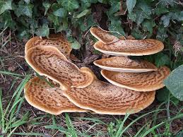 Attēlu rezultāti vaicājumam “Polyporus squamosus”