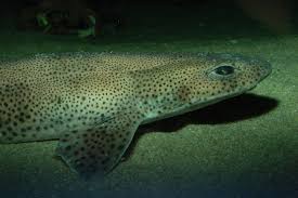 Image result for Scyliorhinus canicula