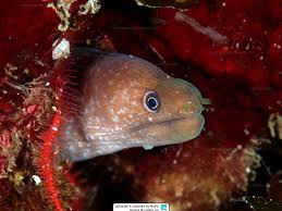 Image result for Gymnothorax vicinus