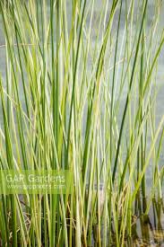 Attēlu rezultāti vaicājumam “Schoenoplectus lacustris subsp. lacustris”