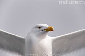 Attēlu rezultāti vaicājumam “Larus argentatus”