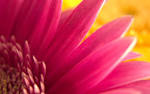 Purple petals 31756 - Flower Wallpapers - Flowers