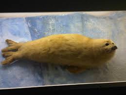 Image result for Pagophilus groenlandicus