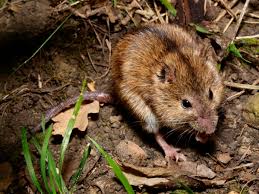 Attēlu rezultāti vaicājumam “Apodemus agrarius”