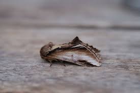 Attēlu rezultāti vaicājumam “Pheosia gnoma”