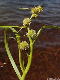 Attēlu rezultāti vaicājumam “Sparganium minimum fruit”
