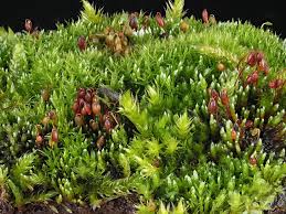 Attēlu rezultāti vaicājumam “Bryum argenteum”