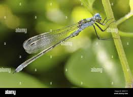 Attēlu rezultāti vaicājumam “Lestes dryas male”