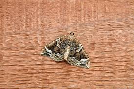 Attēlu rezultāti vaicājumam “Eulithis prunata”