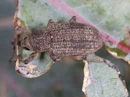 Image result for Coleoptera Curculionoidea