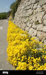 Image result for Alyssum saxatile