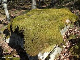 Attēlu rezultāti vaicājumam “Antitrichia curtipendula”