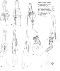 Attēlu rezultāti vaicājumam “Semioscopis avellanella imago”