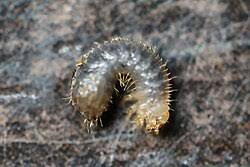 Attēlu rezultāti vaicājumam “Oxythyrea funesta imago”