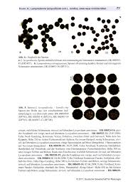 Attēlu rezultāti vaicājumam “Lamproderma debile”