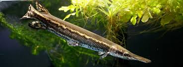 Image result for Garstang A S C