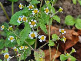 Attēlu rezultāti vaicājumam “Galinsoga quadriradiata leaf”