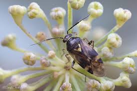 Attēlu rezultāti vaicājumam “Orthops basalis”
