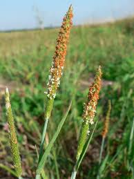 Attēlu rezultāti vaicājumam “Alopecurus aequalis flower”