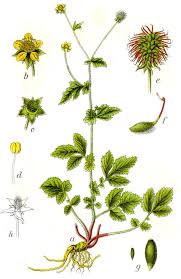 Attēlu rezultāti vaicājumam “Geum urbanum flower”