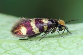 Attēlu rezultāti vaicājumam “Micropterix aureatella”