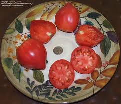 Afbeeldingsresultaat voor anna russian tomato