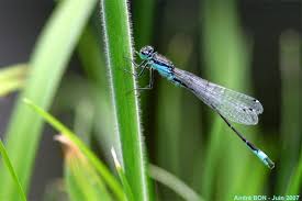 Attēlu rezultāti vaicājumam “Ischnura elegans”