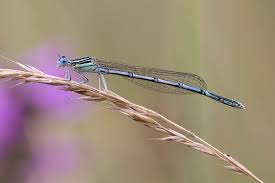Attēlu rezultāti vaicājumam “Platycnemis pennipes”