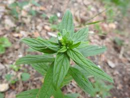 Attēlu rezultāti vaicājumam “Lithospermum officinale”