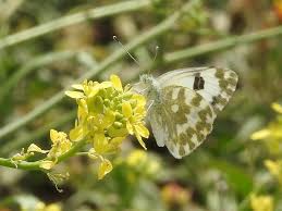 Attēlu rezultāti vaicājumam “Pontia edusa upperside”