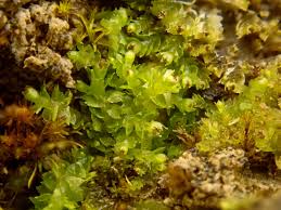 Attēlu rezultāti vaicājumam “Lophozia”