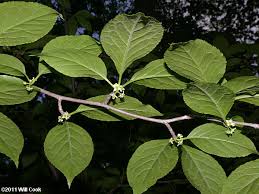 Attēlu rezultāti vaicājumam “Libanotis montana leaf”