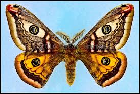 Attēlu rezultāti vaicājumam “Saturnia pavonia”