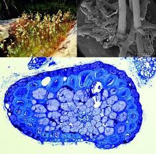 Attēlu rezultāti vaicājumam “Utricularia intermedia bud”