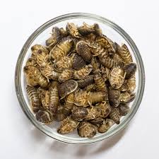 Attēlu rezultāti vaicājumam “Rabdophaga degeeri”