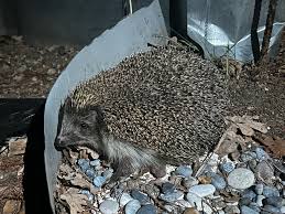 Attēlu rezultāti vaicājumam “Erinaceus roumanicus”