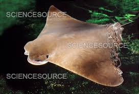 Image result for Rhinoptera bonasus