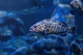 Image result for Epinephelus marginatus