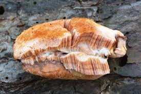 Attēlu rezultāti vaicājumam “Leptoporus mollis”