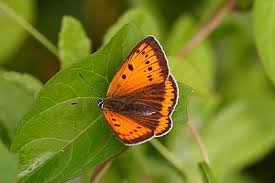 Attēlu rezultāti vaicājumam “Lycaena dispar underside”