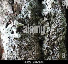 Attēlu rezultāti vaicājumam “Physconia enteroxantha”