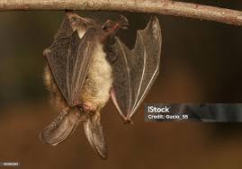 Attēlu rezultāti vaicājumam “Plecotus auritus”